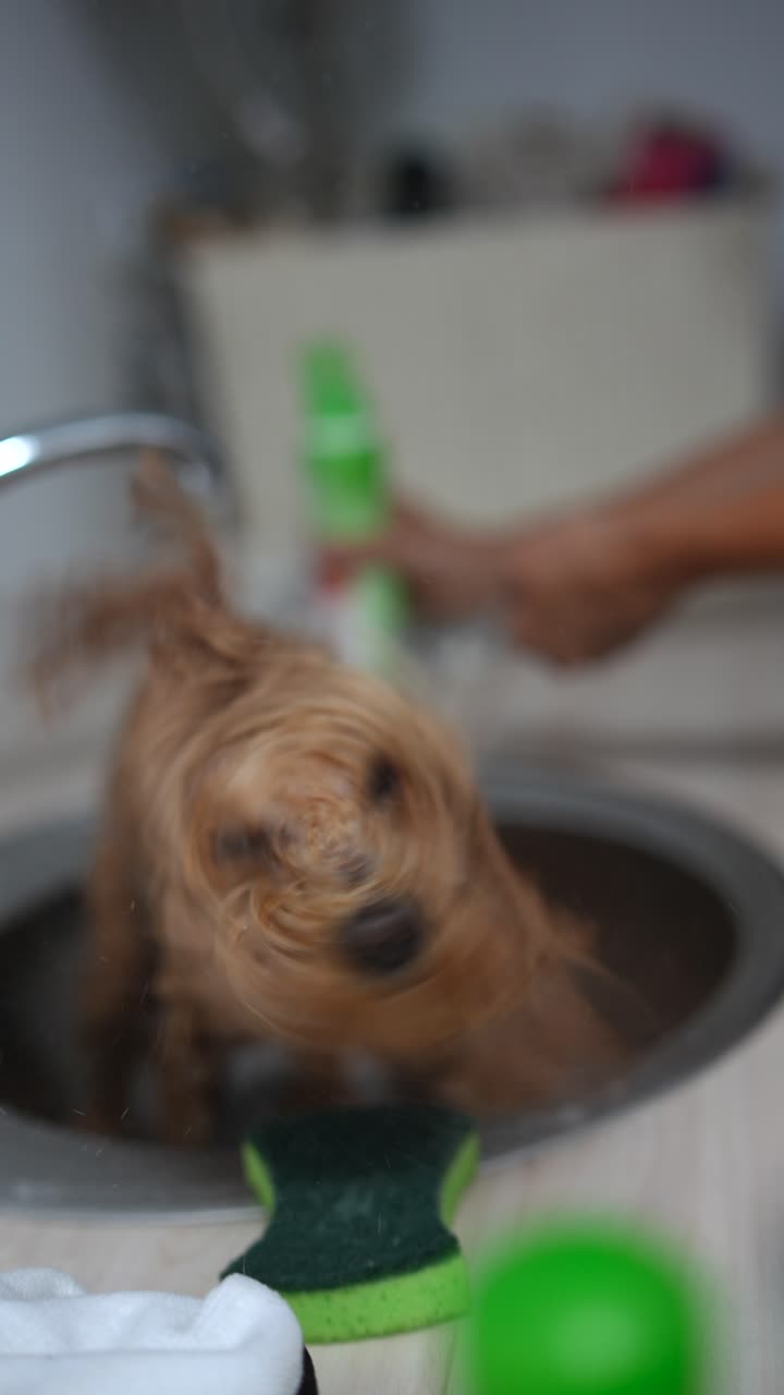 hora del baño del perro en la cocina
