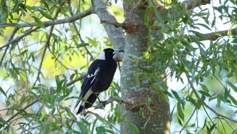 magpie perched on a gum tree branch