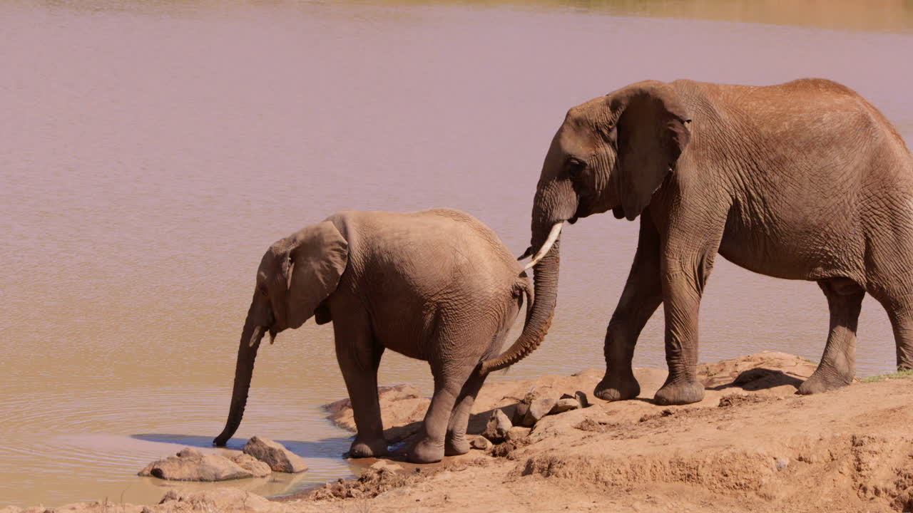 African Bush Elephant drinking from a waterhole
