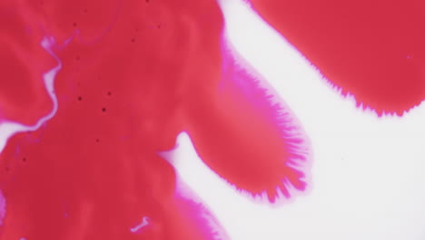 video de primer plano de tinta roja y blanca en el agua con espacio para copiar
