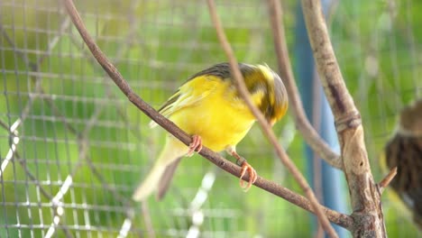 the atlantic canary bird serinus canaria , canaries, island canary, canary, or common canaries birds perched on an electric wire