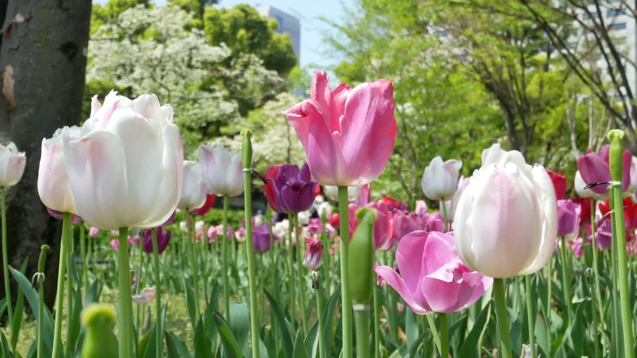 Field of the Tulip flower in Hibiya Park Garden -Tokyo, Japan in summer spring sunshine day time -4K UHD video movie footage short