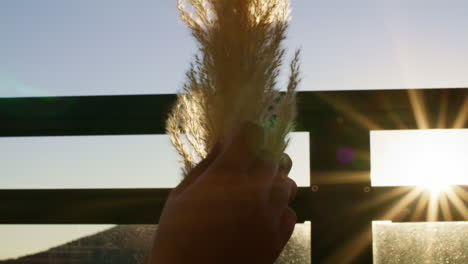 static shot of pampas grass being spread apart with the sun splitting through the fence