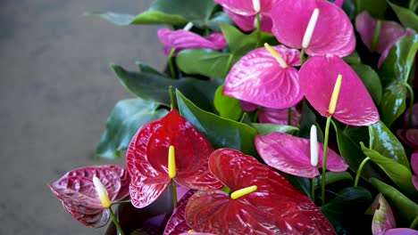 pink and red garden anthuriums. panoramic plane shift