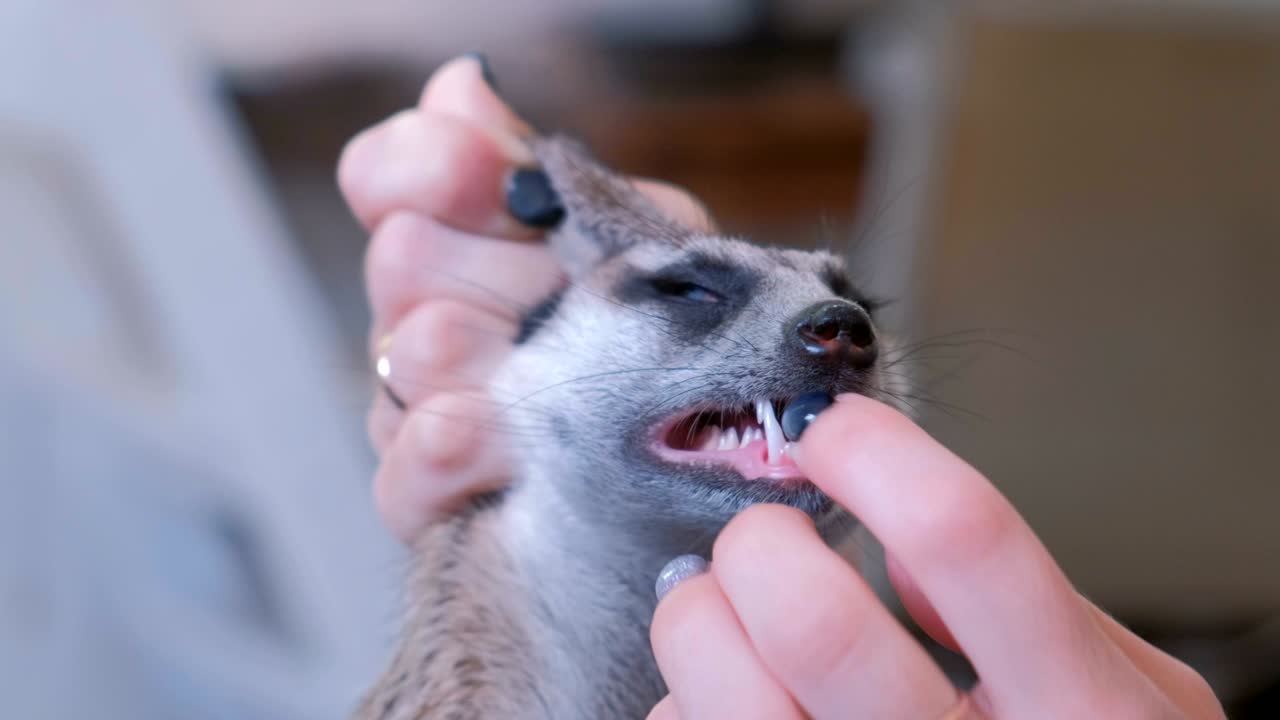 한 여성이 수리카트의 이빨을 손에 들고 조사하고 있습니다.