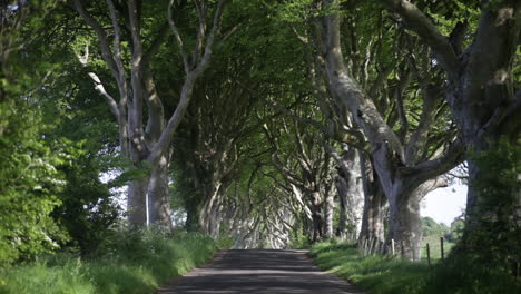 the dark hedges, northern ireland