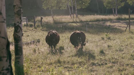 dos vacas marrones pastan campos de hierba al atardecer mientras los pájaros vuelan a través del marco en el fondo