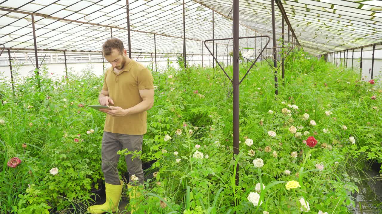 el cultivo moderno de rosas.