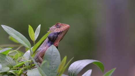 Lagarto-Cambiable-Naranja-Asintiendo-Con-La-Cabeza-Detrás-De-Algunas-Plantas,-Primeros-Planos