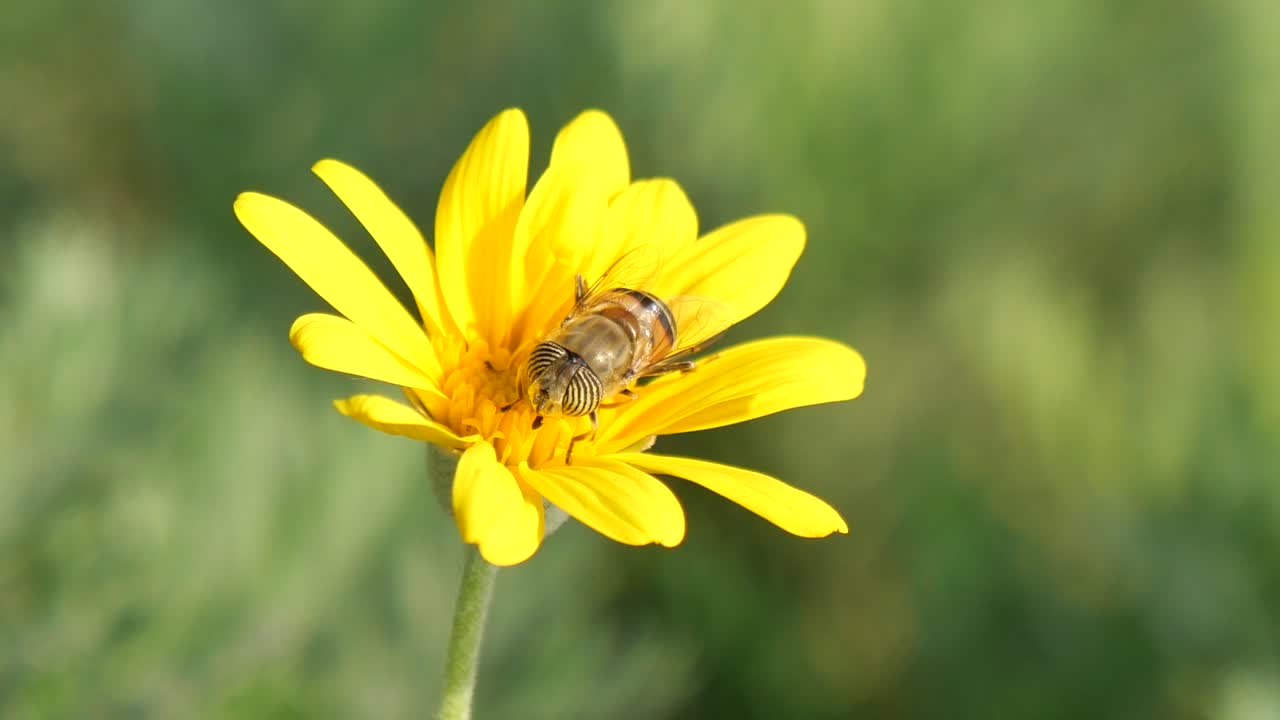 Un'ape sul fiore giallo