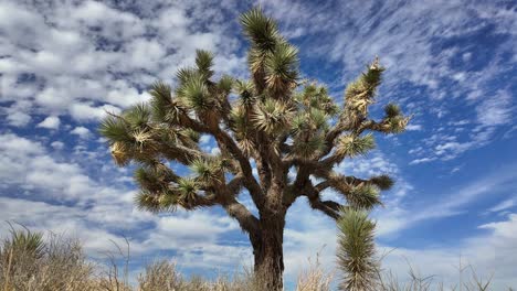 Joshua-Tree-In-Der-Mojave-Wüste-–-Niedriger-Winkel-Mit-Einer-Wolkenlandschaft-Im-Zeitraffer