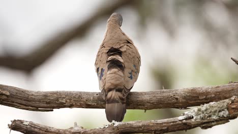 Emerald-Spotted-Wood-Dove-perched-on-tree-branch-grooms-feathers