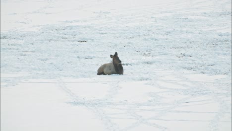 a single female elk resting in the winter