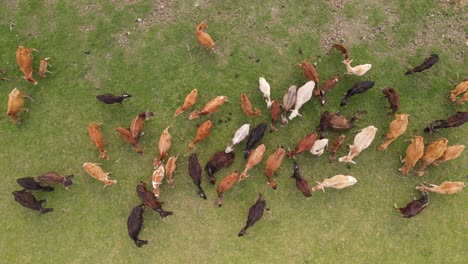 aerial descending view above cattle herd grazing on green agricultural indian farmland