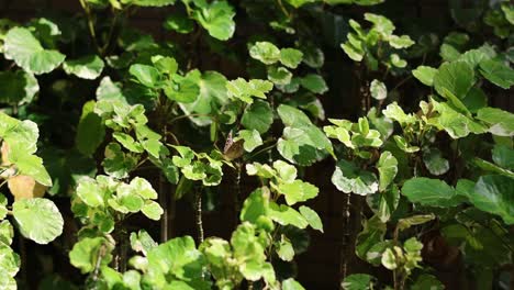 a close-up of leaves shaking gently in the wind.