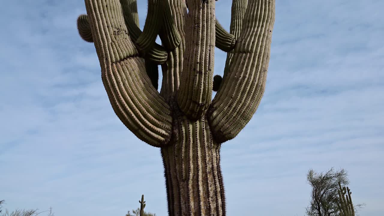 tiro inclinado de cactus saguaro gigante en el valle de phoenix