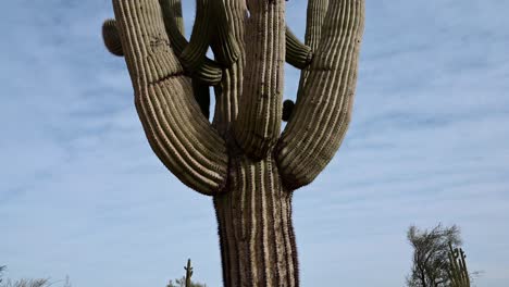 tilt shot of giant saguaro cactus in the phoenix valley