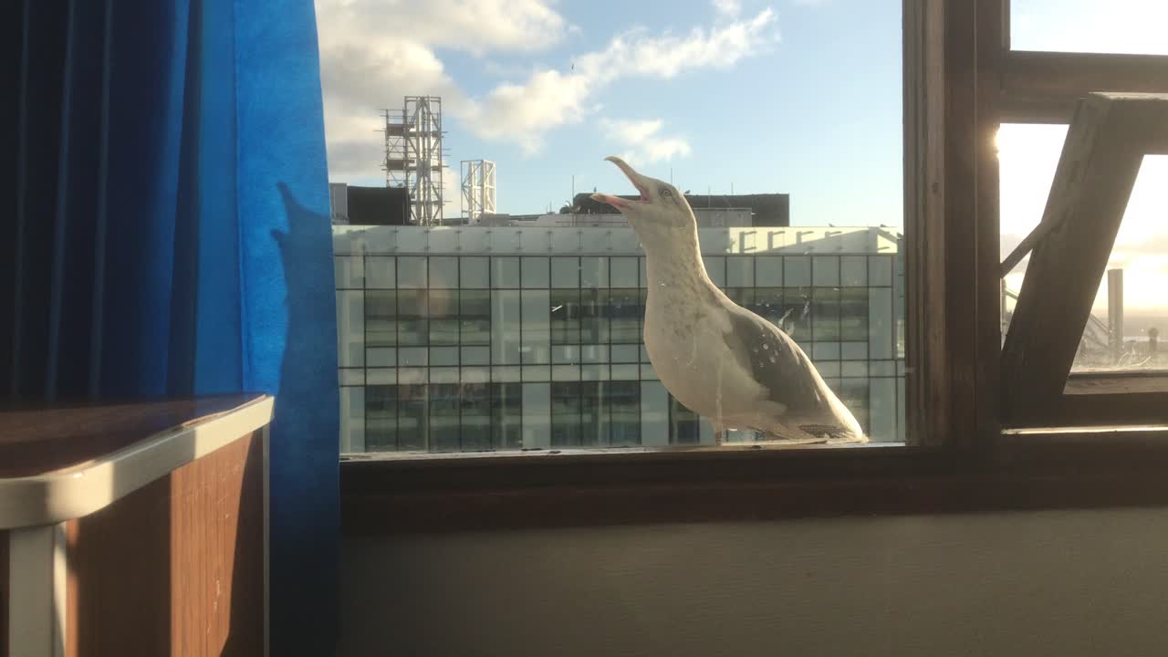 Seagull perched by the window looking out, hoping for food. The scene is set in Southampton city, capturing the contrast between urban life and wildlife in the South Coast of England