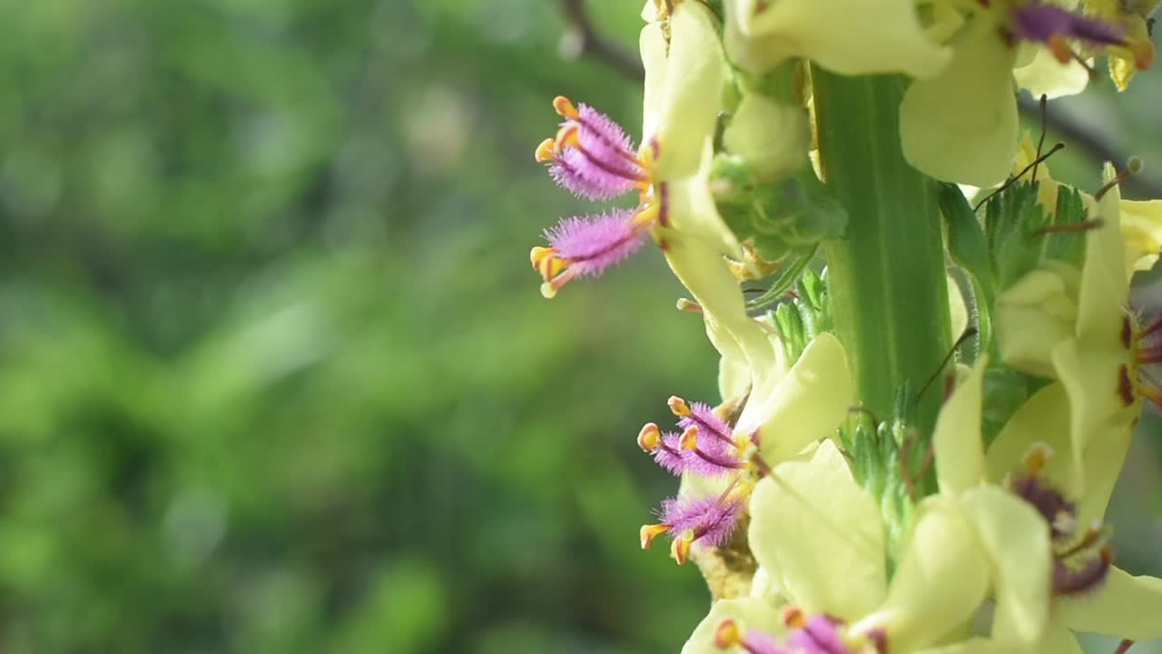 Bidikan makro statis bunga liar kuning