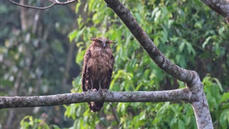 Zooming-out-while-looking-straight-towards-the-camera,-Buffy-Fish-Owl-Ketupa-ketupu,-Juvenile,-Thailand