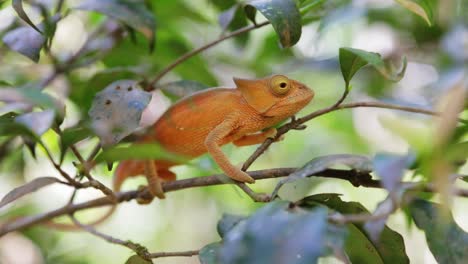 small orange flap-necked chameleon sit on branch in madagascar rainforest