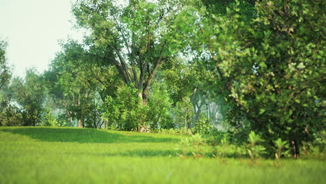 landscape lawn in a park with trees and fresh grass