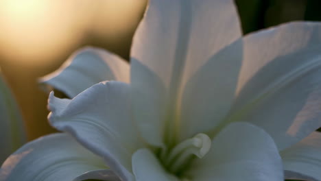 beautiful white lily with crystal
