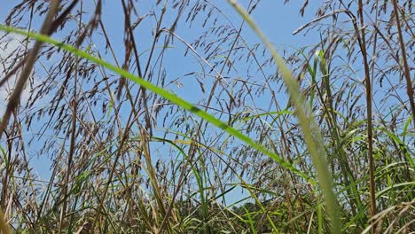 Beautiful-spring-tall-grass-swaying-by-blowing-wind-outdoors