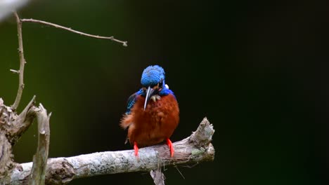 Der-Blauohrige-Eisvogel-Ist-Ein-Kleiner-Eisvogel,-Der-In-Thailand-Vorkommt-Und-Von-Vogelfotografen-Wegen-Seiner-Schönen-Blauen-Ohren-Gesucht-Wird,-Da-Er-Ein-Kleiner,-Niedlicher-Und-Flauschiger-Blaufederball-Eines-Vogels-Ist