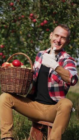 handsome young farmer harvesting apples. outdoor organic fruit gardening. vertical video
