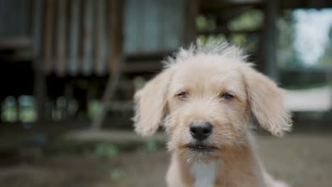 small puppy sitting on the ground from a local village in ecuador - close up