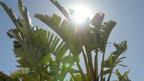 una palmera en cámara lenta de 120 fps con una llamarada solar atravesando la palmera