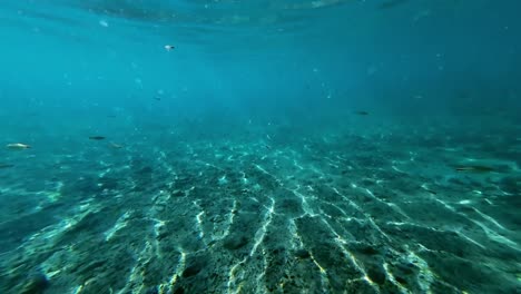 Tilting-up-shot-revealing-an-underwater-scene-of