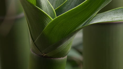 close-up of green bamboo plant stalk and leaves