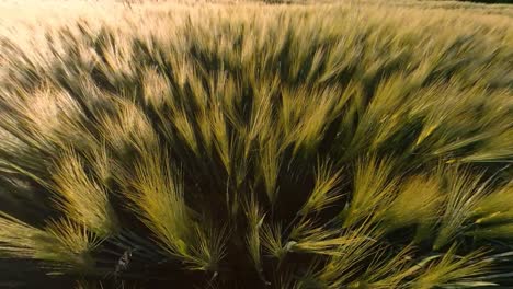 agricultura de cereales campos de cultivos iluminados por el amanecer