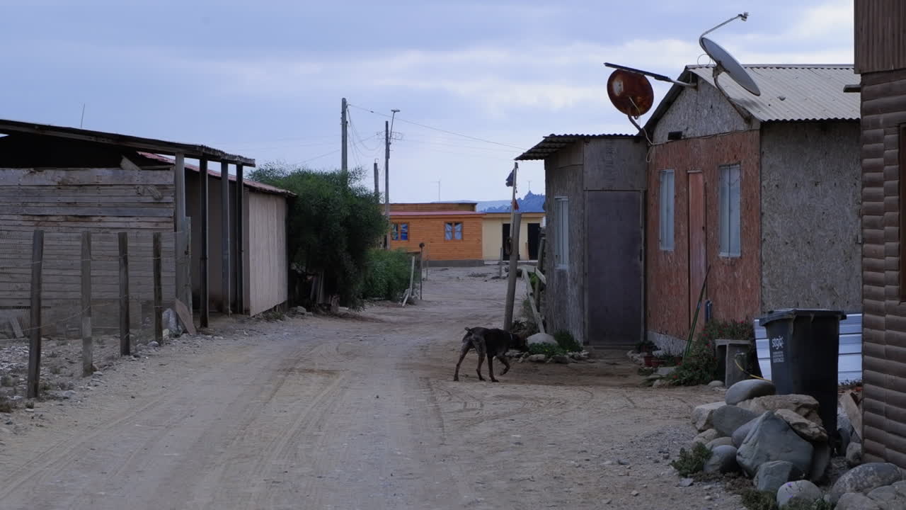 un perro camina por la calle en un rústico pueblo de pescadores, caleta chanaral, chile