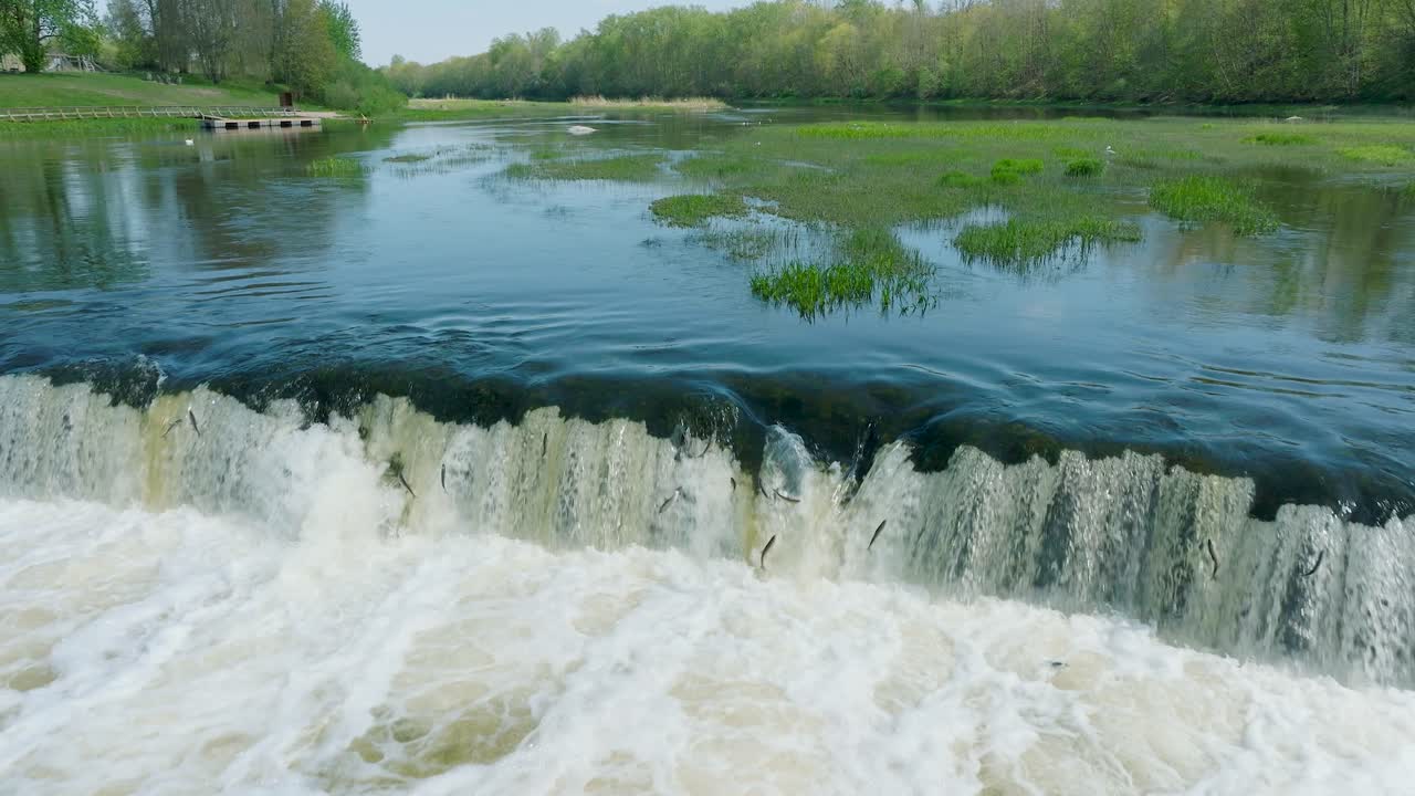 взгляд с воздуха на рыбу вимба, кульдига, солнечный весенний день, замедленный снимок дрона, движущегося вперед