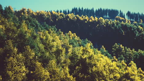 Magical-yellow-trees-glowing-in-the-sun