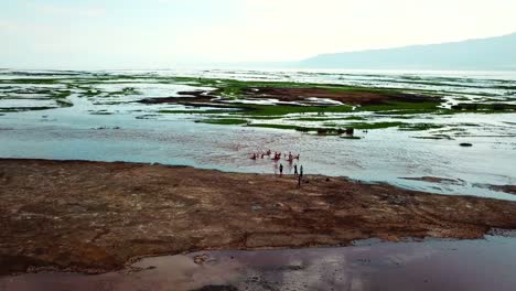 aerial of people swimming in lake natron of tanzania - drone shot