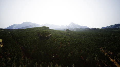 Bosque-De-Pinos-Verdes-En-Las-Montañas