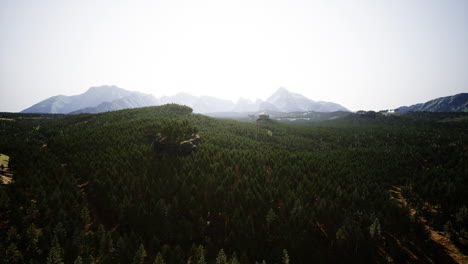 green pine forest in the mountains