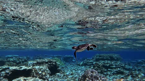 Eine-Einsame-Baby-Meeresschildkröte-Schwimmt-Und-Erkundet-Die-Wunderschönen-Korallenriffe-Unter-Dem-Kristallklaren-Blauen-Wasser-Des-Ozeans