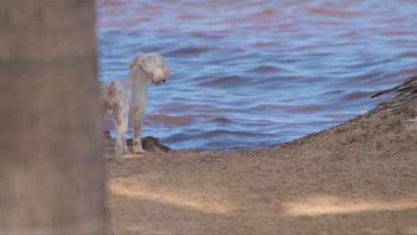 white schnauzer dog waiting by the edge of the sea watching the water