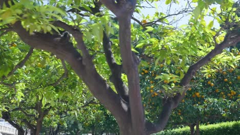 orange trees in a city park
