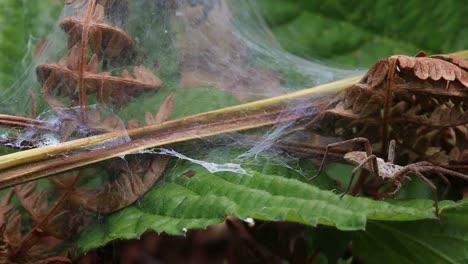 A-Hunting-Spider,-Pisaura-mirabilis,-standing-guard-near-its-nursery-web,-dashes-after-a-fly