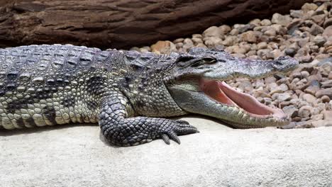 siamese crocodile. close up of siamese crocodile (crocodylus siamensis)