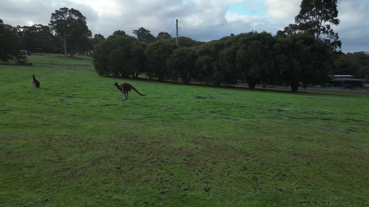 Slow motion of Kangaroos jumping on green field on cloudy day in Australia
