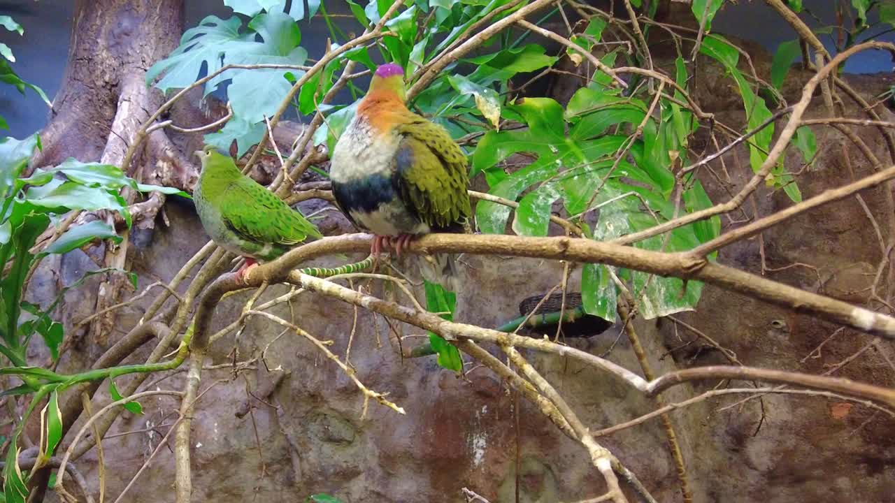 un par de magníficas palomas de la fruta posadas en las ramas de los árboles en el zoológico de hamburguesas en arnhem, países bajos