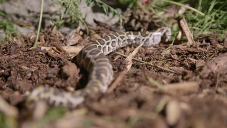 freshly hatched baby burmese python slithering through the dirt in a forest floor