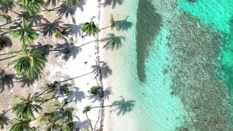 Graceful-Palm-Trees-Cast-Their-Tranquil-Shadows-at-Tahiamanu-Beach,-Moorea,-French-Polynesia---Aerial-Topdown